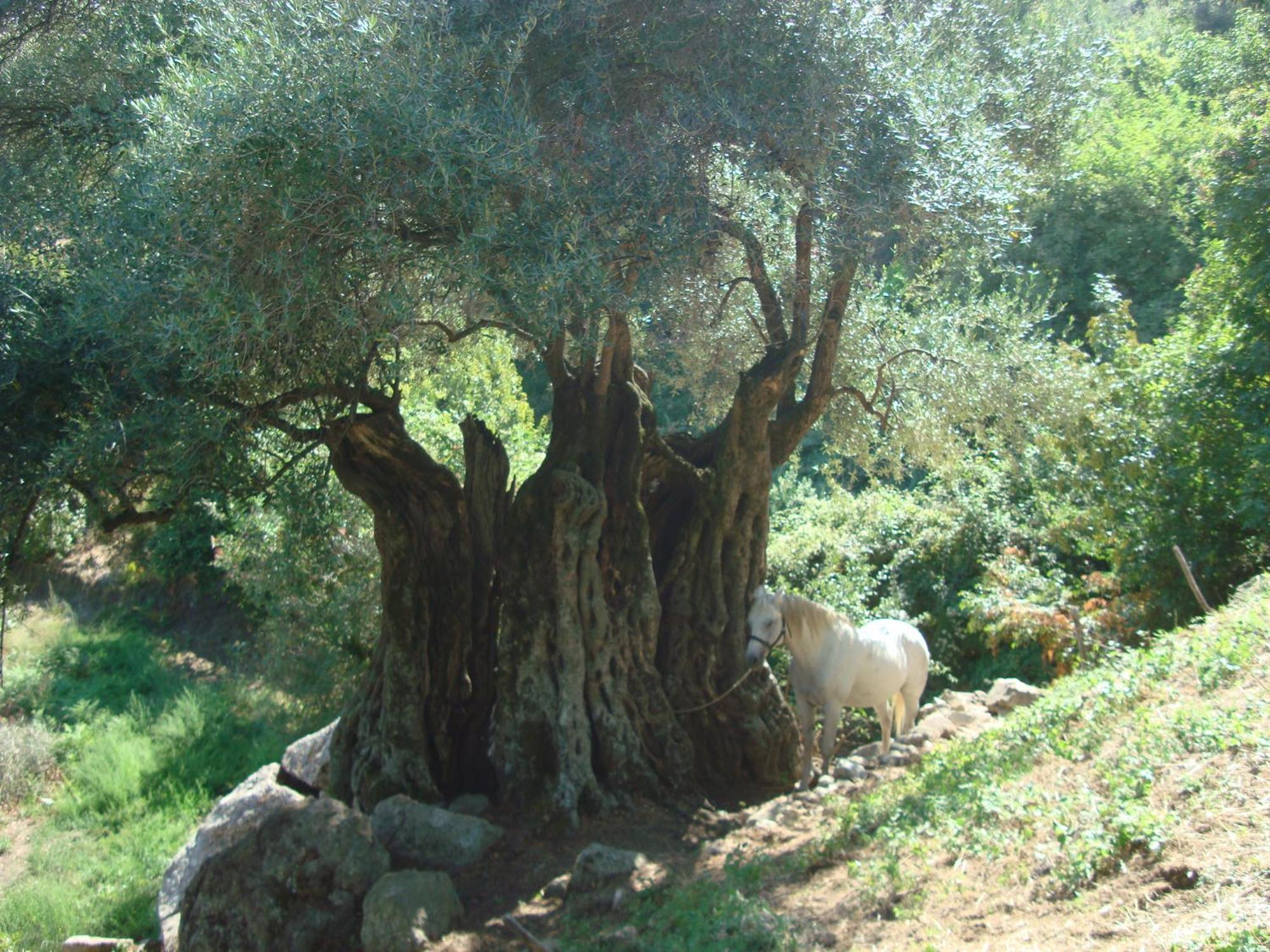 Costa Di Sognu Villa Luaran gambar