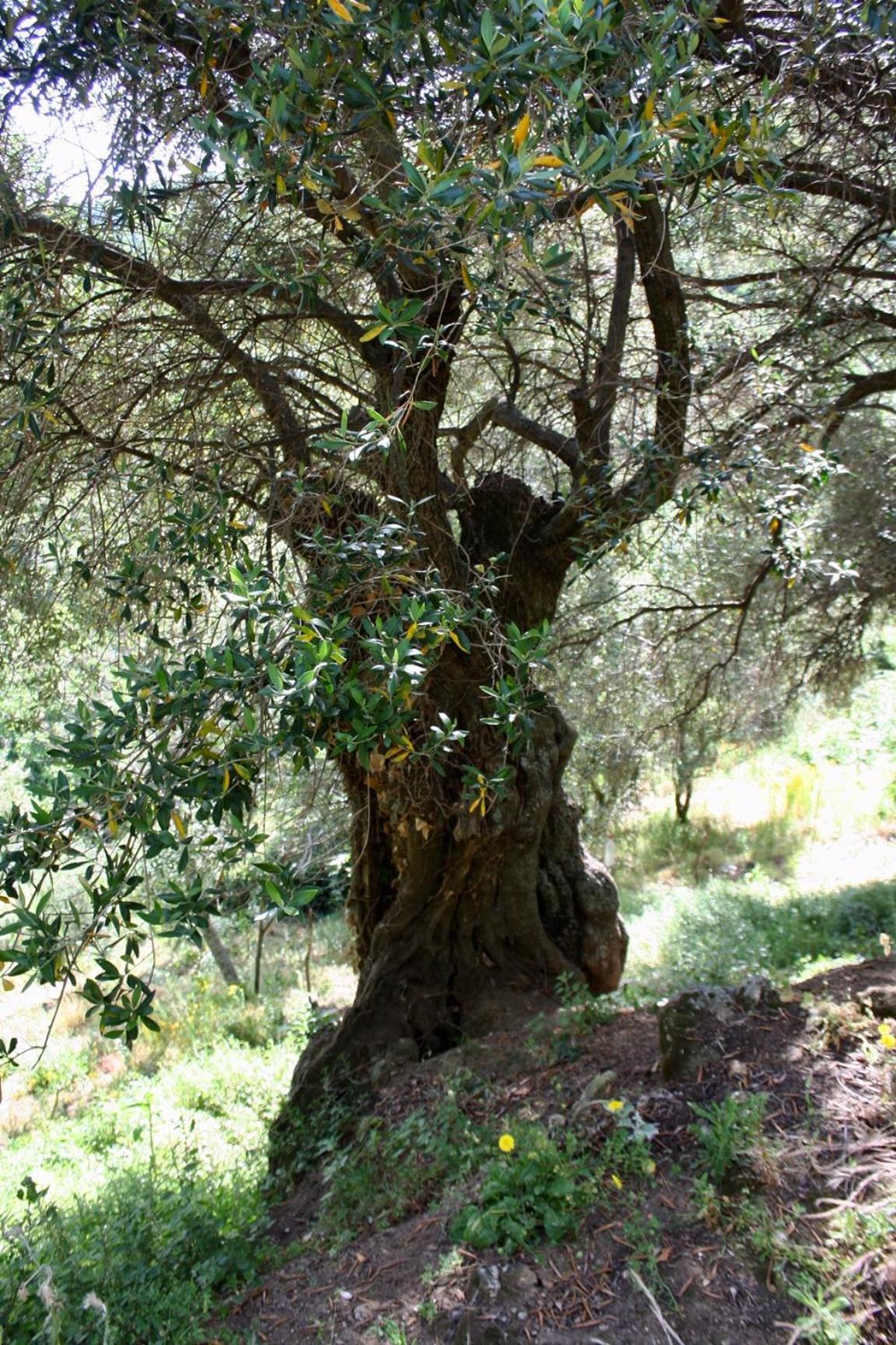 Costa Di Sognu Villa Luaran gambar