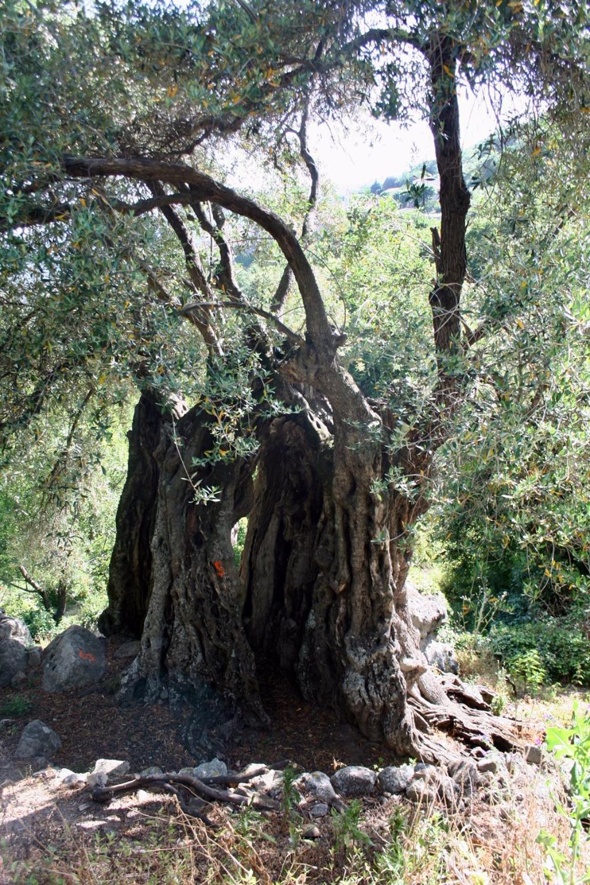 Costa Di Sognu Villa Luaran gambar
