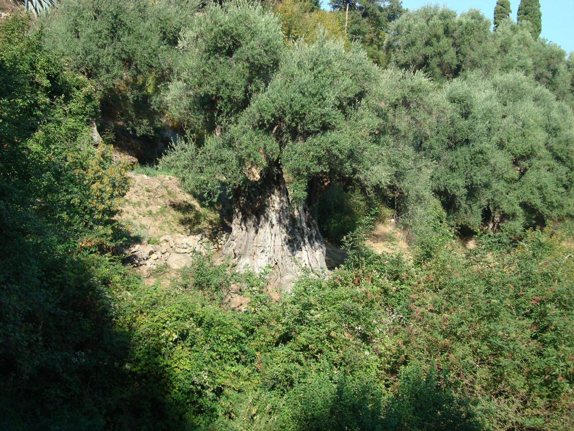Costa Di Sognu Villa Luaran gambar