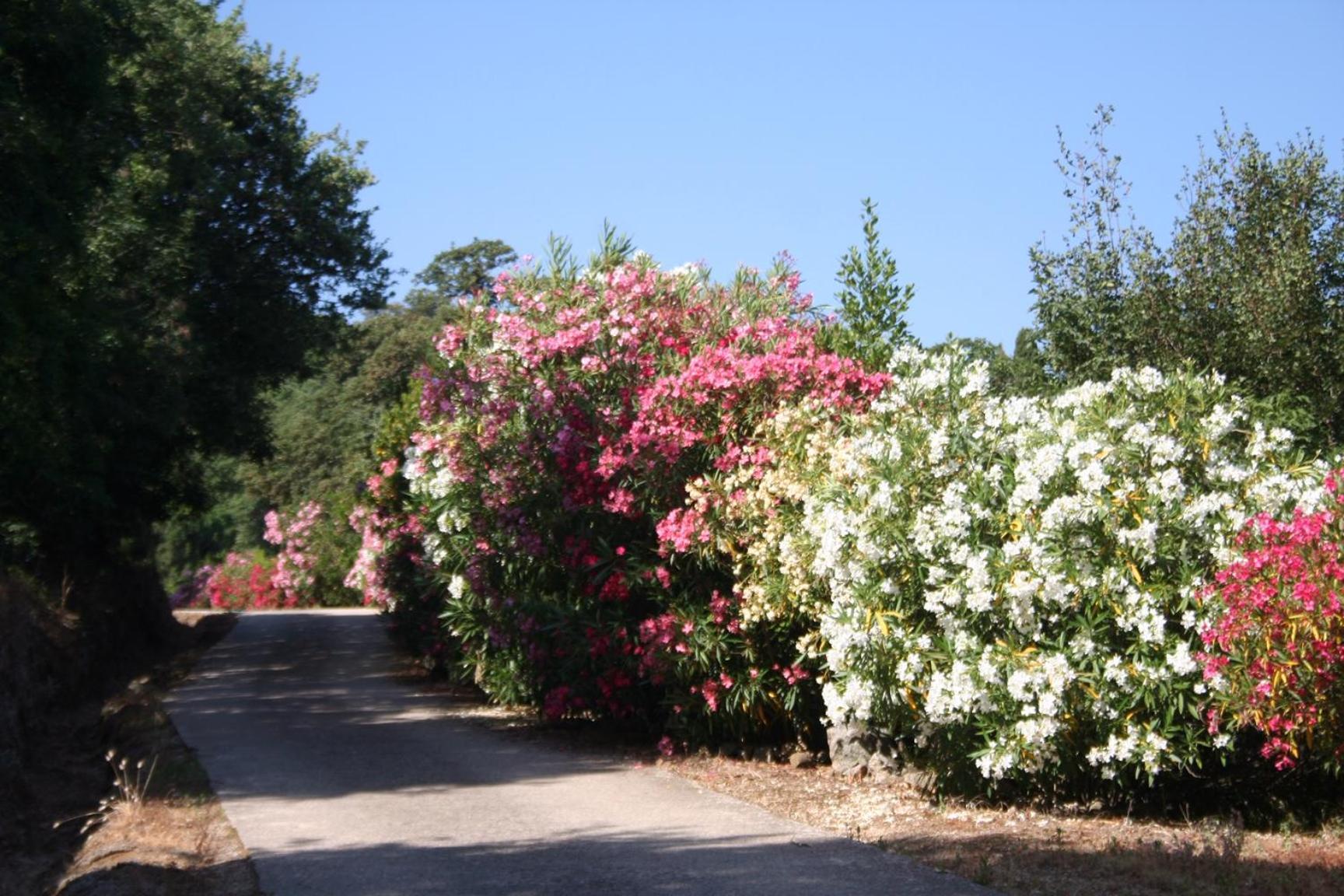 Costa Di Sognu Villa Luaran gambar